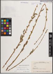 Foto von Salix elbursensis Boiss.